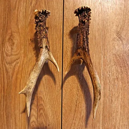 Lustiger Hirsch 호텔 Akams